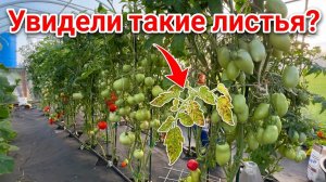 Заболели томаты на грядке- чем и как их быстро вылечить чтобы получить урожай?