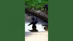 Подружки на водопое