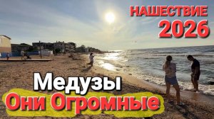 Огромные #МЕДУЗЫ Атаковали Голубицкую Первое нашествие 2026