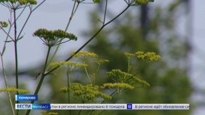 Кузбассовцам рассказали, как борщевик может ударить по здоровью и карману дачников