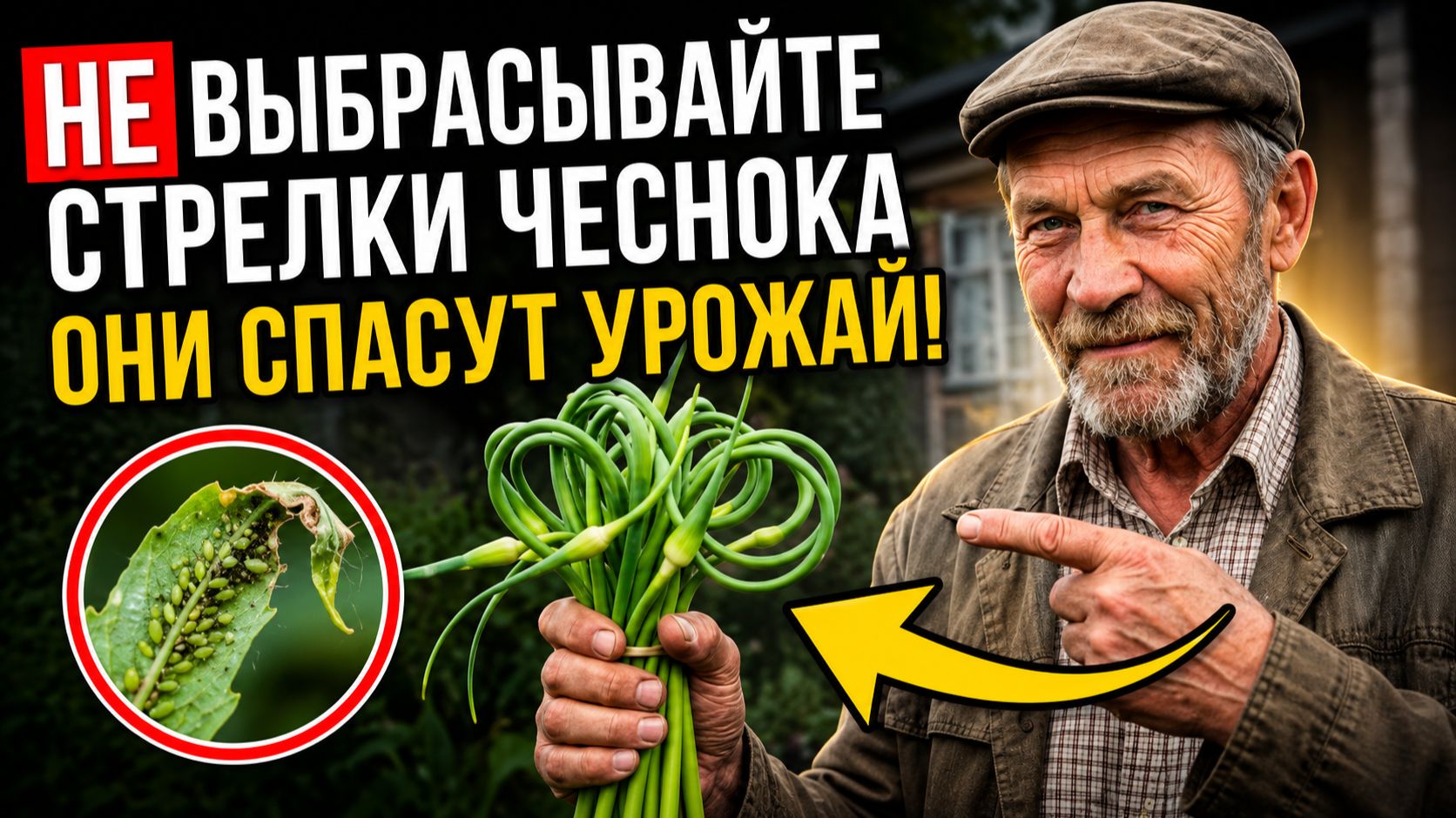 Не выбрасывайте стрелки чеснока! Они спасут ваш урожай