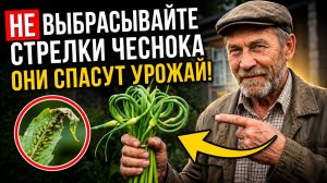 Не выбрасывайте стрелки чеснока! Они спасут ваш урожай