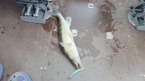 Ловля на Active Target 2, отдых на Яузском водохранилище .