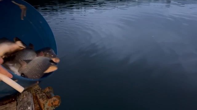 43387.mp4 смотреть онлайн