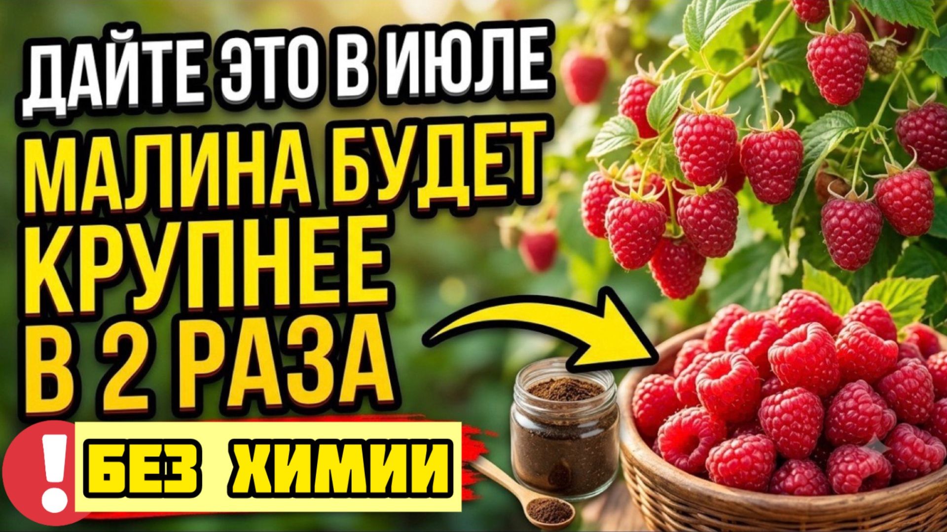 Моя малина без червяков и не имеет аромат клопов.