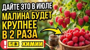 Моя малина без червяков и не имеет аромат клопов.