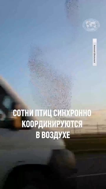 ❤️🔥Видели когда-нибудь такое явление? #открываюмир #мойпитомец #животные #птицы #shorts