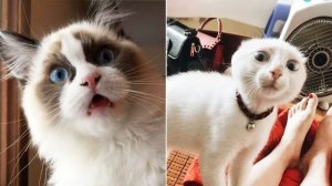 СМЕШНЫЕ КОТЫ | ЛУЧШИЕ ПРИКОЛЫ С КОТАМИ, СОБАКАМИ, КОШКИ, СОБАКИ, ЖИВОТНЫЕ, СМЕШНОЕ ВИДЕО