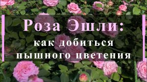 Роза Эшли: как добиться пышного цветения
