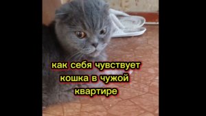 Как себя чувствует кошка в чужой квартире.