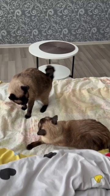 Котоприимство