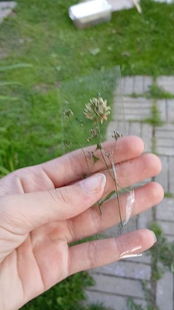 закладки из гирбария 🌸💐 смотреть онлайн