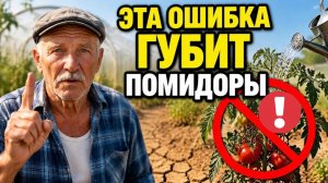 Как поливали Томаты в Жару в Советских колхозах: метод, что забыли