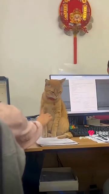 Ох уж эти кошки 5 🐱 🐱 🐱 !!!