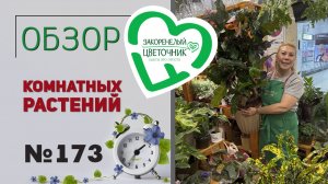 Распаковка растений: кодиеумы, редкий суккулент из Мадагаскара, гибискусы, стрелиции и хойи. №173
