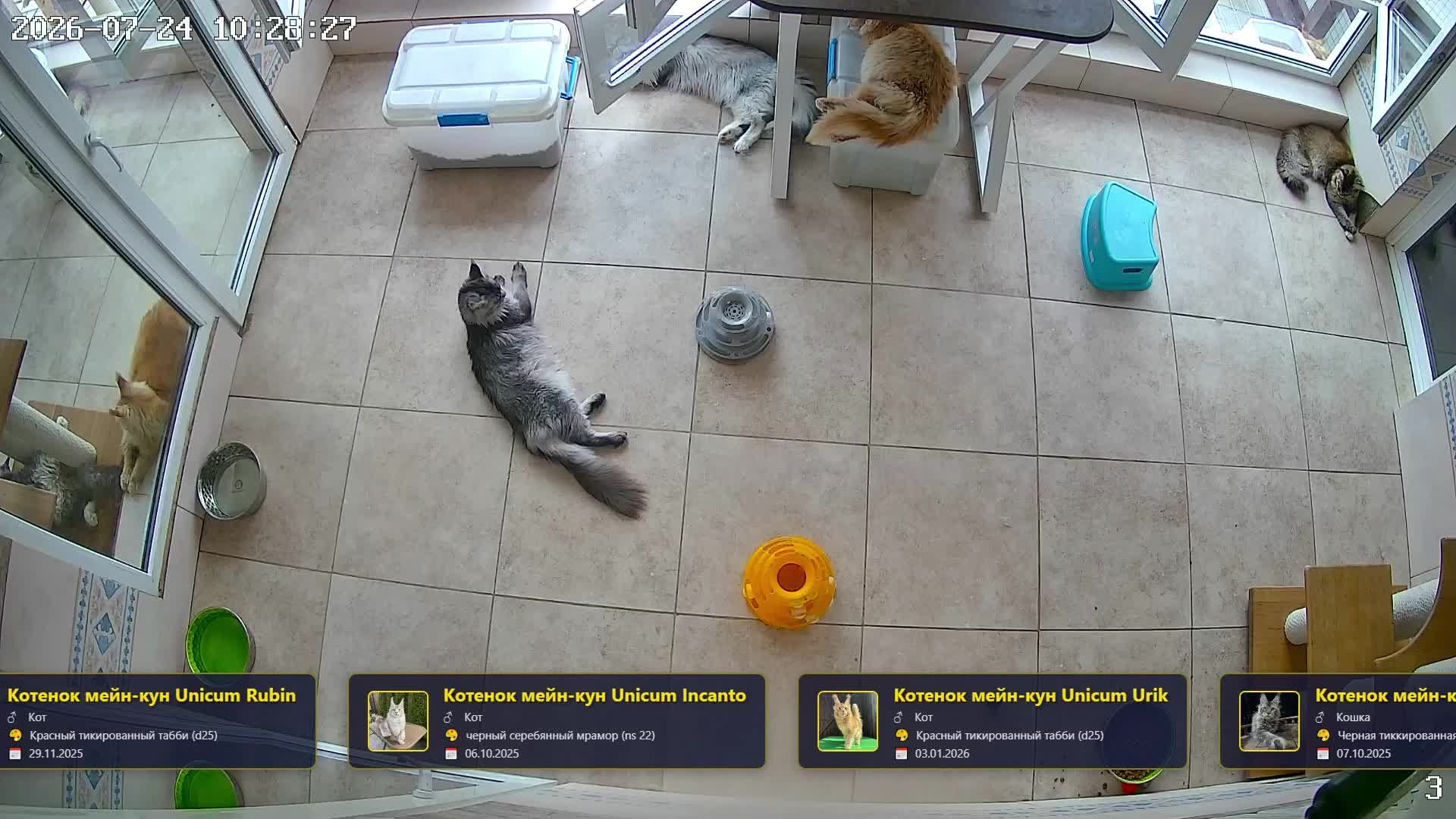 🐱 Камеры с котами мейн-кун онлайн — смотрим за котятами в прямом эфире смотреть онлайн