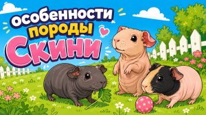 Особенности породы морских свинок Скини.