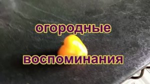 Огородные мемуары февраль-март