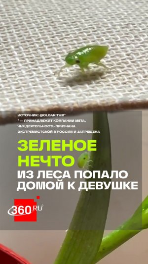 Девушка принесла из леса необычное насекомое, похожее на тлю