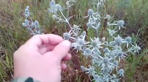 СИНЕГОЛОВНИК ПОЛЕЗНЫЕ СВОЙСТВА