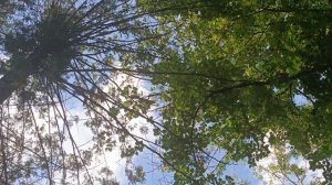 Белочка в сквере у Старого озера.#Кисловодск 24.07.26