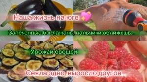24-07-2026//Мы переехи /Наша жизнь на юге//Собираем урожай/Запечённые баклажаны, легко и вкусно//