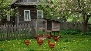 МОЯ ПРЕКРАСНАЯ ЖИЗНЬ в ДЕРЕВНЕ..