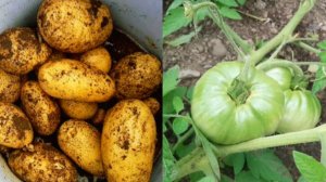 Наш первый урожай картофеля .Томаты в этом году радуют