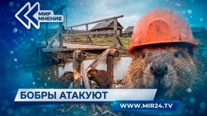 Почему бобры стали опасными соседями для человека?