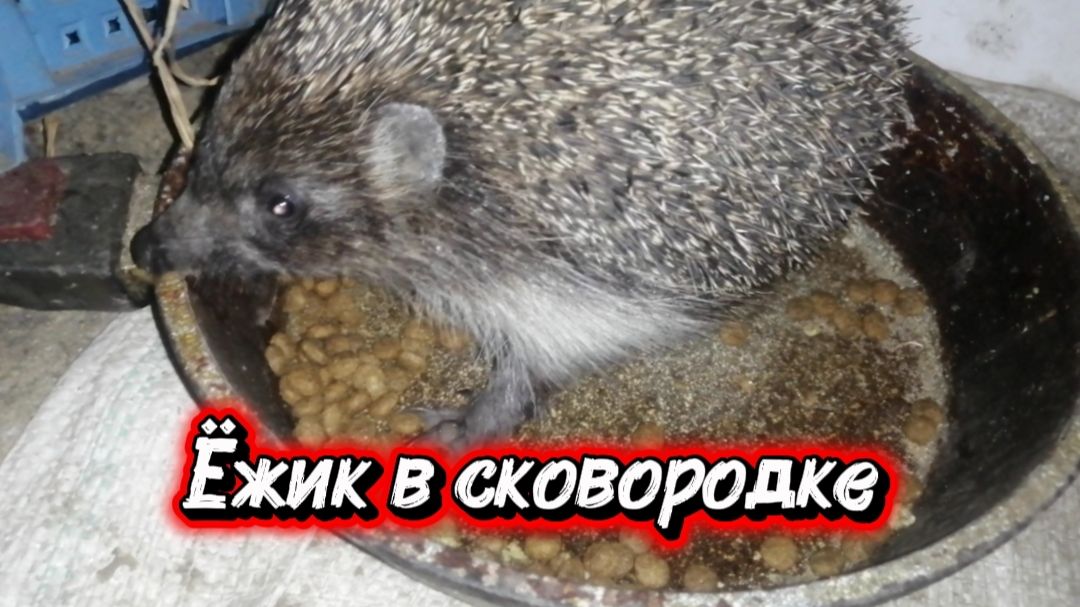 Ёжик в сковородке смотреть онлайн