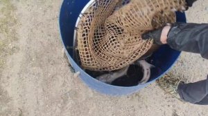 Привоз осетра на малый водоём