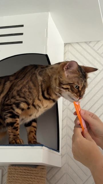 💤 А вы знаете, что снится кошкам?