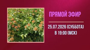 Анонс эфира 25.07.2026