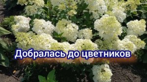 Убираю многолетники, навожу порядок .