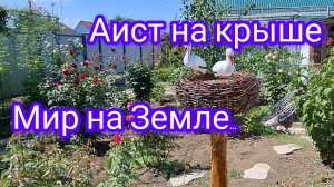 25-07-2026/ Новые жители в саду/ Фотонаклейка на капот/ Утренняя прогулка по саду/ Осы на водопое/