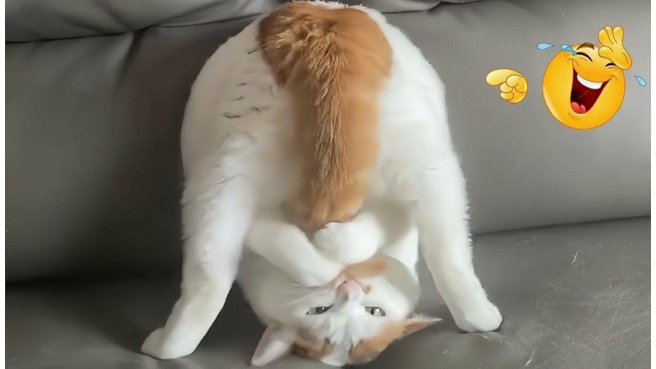 СМЕШНЫЕ КОТЫ | ЛУЧШИЕ ПРИКОЛЫ С КОТАМИ, СОБАКАМИ, КОШКИ, СОБАКИ, ЖИВОТНЫЕ, СМЕШНОЕ ВИДЕО смотреть онлайн
