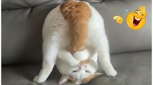 СМЕШНЫЕ КОТЫ | ЛУЧШИЕ ПРИКОЛЫ С КОТАМИ, СОБАКАМИ, КОШКИ, СОБАКИ, ЖИВОТНЫЕ, СМЕШНОЕ ВИДЕО