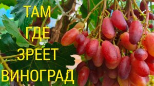 Там где зреет виноград.Дожди на Кубани