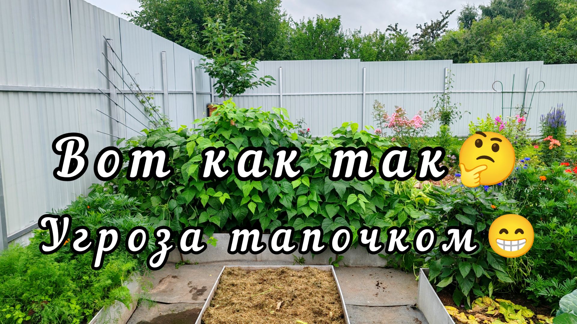 😁 Утренняя жалоба.Что не так с моей фасолью