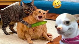 Приколы с животными🤗 Смешные видео про животных 🤗СМЕШНОЕ ВИДЕО😍 Наши любимые смешные животные