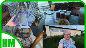 25 июля В этом году суперурожай всего. У нас на постое внучатая живность 😂. Огурцы в томатном соке.