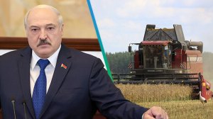 Лукашенко потребовал усилить работу в полях: белорусские аграрии перешли на усиленный режим работы