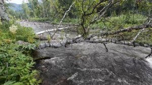 река Талица (приток р Чарыш). сплав на пакрафте. видеолоция