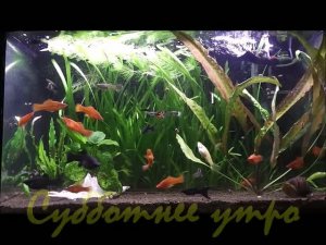 Субботнее утро в двух аквариумах