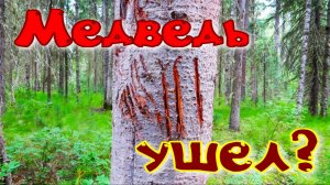 Прошёл по медвежьей границе медведь неожиданно исчез гон закончился очень рано в середине июня