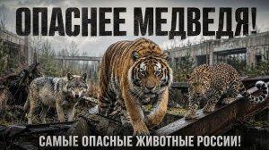 Они страшнее медведя! Самые НЕПРЕДСКАЗУЕМЫЕ животные России!