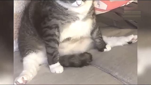 Всячинки смотреть онлайн