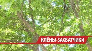 Клёны захватили двор в Иркутске – из-за них свет не проникает в квартиры
