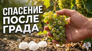 Как СПАСТИ Виноград ПОСЛЕ СИЛЬНОГО ГРАДА? 🍇 Владимир Маер