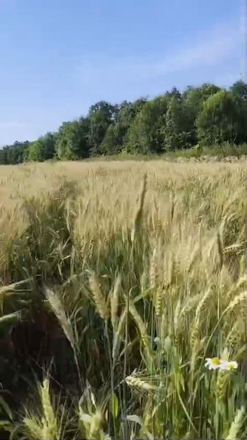 🌻🌼🌾вайб лета🌾🌼🌻
